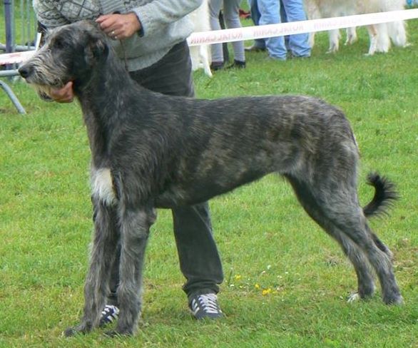 Chiens levrier irlandais 1f2a043c 35e9 4fa4 7da6 31406bf68f28
