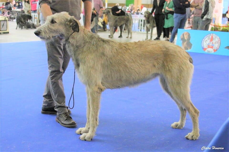 Paris dog show jan 19