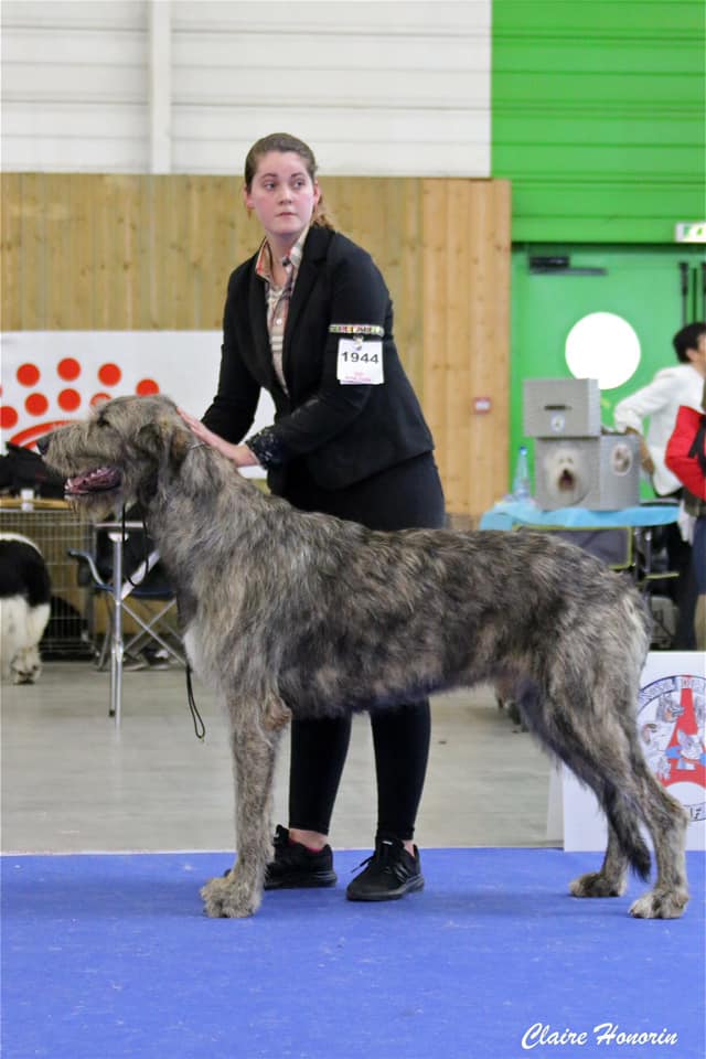 Paris dog show jan 20